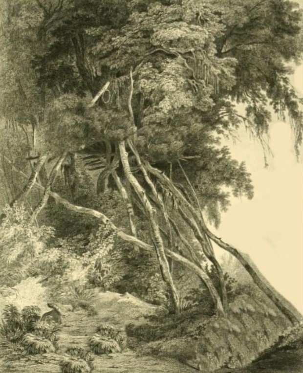 Drawing of willows