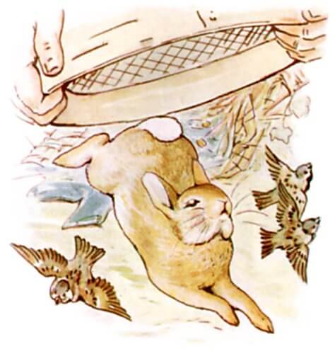 Peter Rabbit Dart The Tale of Peter Rabbit by Beatrix Potter