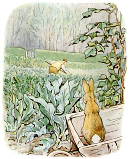 Peter Rabbit Hebrew The Tale of Peter Rabbit by Beatrix Potter